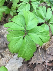 Anemonoides nemorosa