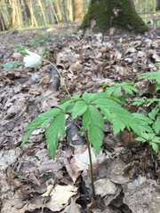 Anemonoides nemorosa