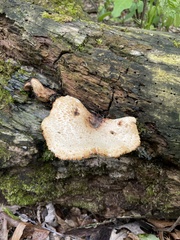 Cerioporus squamosus