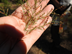 Lechea tenuifolia