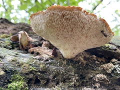 Cerioporus squamosus