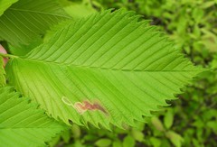 Agromyza aristata