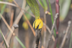 Octomeria connellii