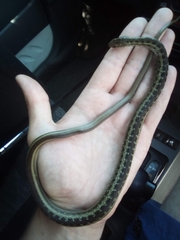 Amplorhinus multimaculatus