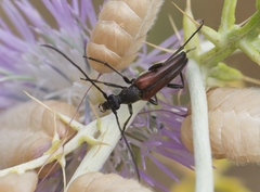 Stenurella bifasciata