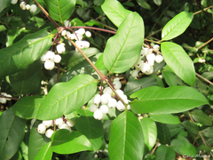 Chiococca nitida