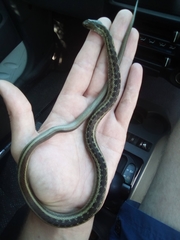 Amplorhinus multimaculatus