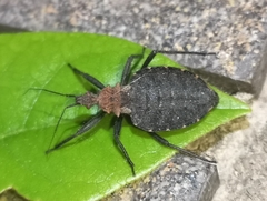 Holotrichius denudatus