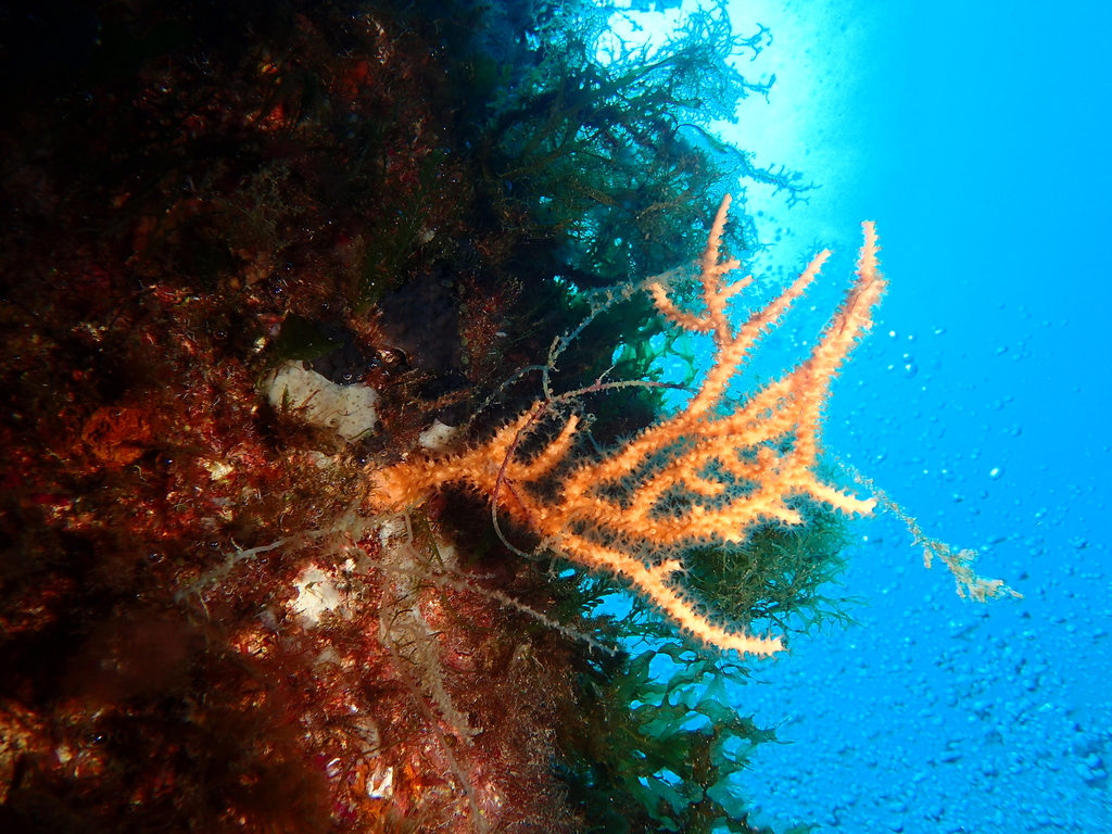 yellow gorgonian