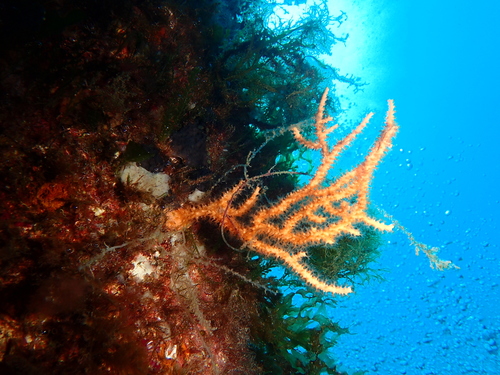 yellow gorgonian