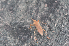 Belonomus annulaticornis