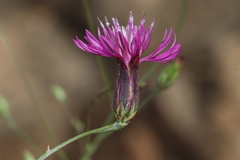 Crupina crupinastrum