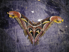 Archaeoattacus edwardsii