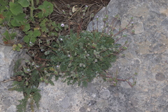 Erodium saxatile