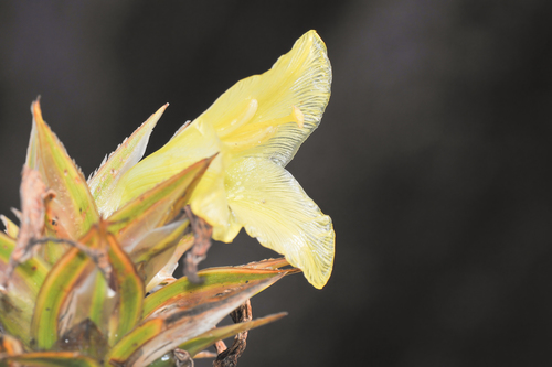 Orectanthe sceptrum (Orectanthe sceptrum)
