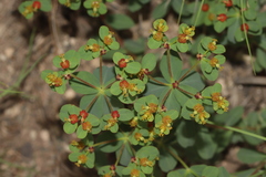 Euphorbia flavicoma