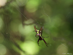 Micrathena spinosa