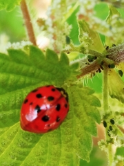 Harmonia axyridis