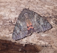 Catocala umbrosa