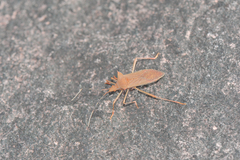 Belonomus annulaticornis
