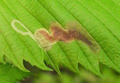 Agromyza aristata