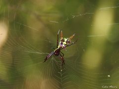Micrathena spinosa