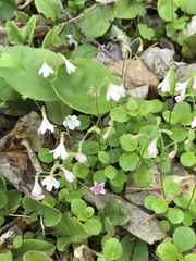 Linnaea borealis longiflora