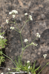 Galium glaucum murcicum