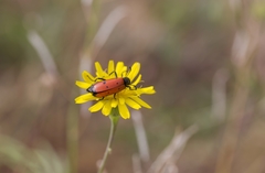 Mylabris quadripunctata