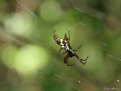 Micrathena spinosa