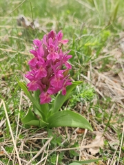 Dactylorhiza sambucina