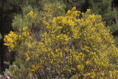 Genista jimenezii