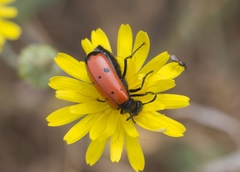 Mylabris quadripunctata