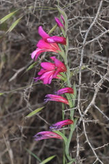 Gladiolus communis