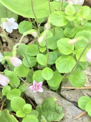 Linnaea borealis longiflora