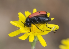 Mylabris quadripunctata