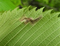 Agromyza aristata