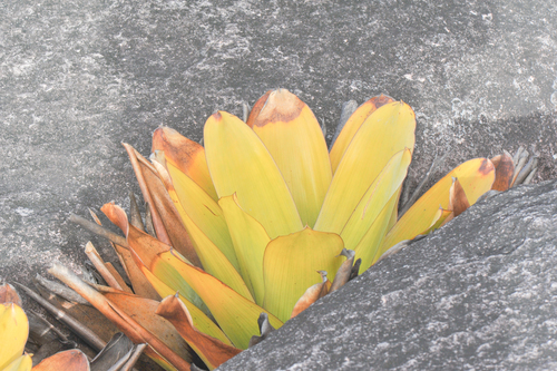 Brocchinia tatei, photograph 1
