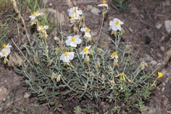 Helianthemum