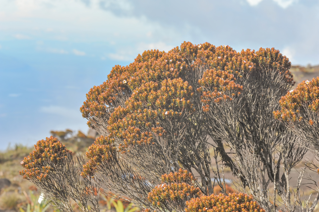 Bonnetia roraimae (Bonnetia roraimae)