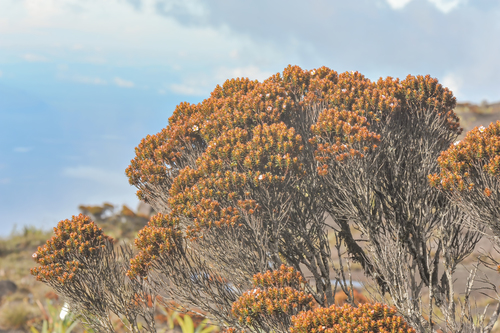 Bonnetia roraimae (Bonnetia roraimae)