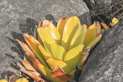 Brocchinia tatei