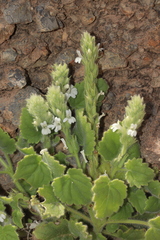Lafuentea rotundifolia
