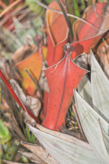 Heliamphora nutans