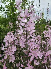 Sidalcea campestris