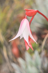 Heliamphora nutans