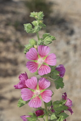 Malva lusitanica