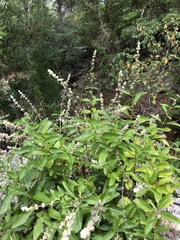 Buddleja racemosa