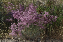 Limonium caesium