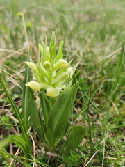 Dactylorhiza